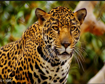 Jaguar de los Chimalapas